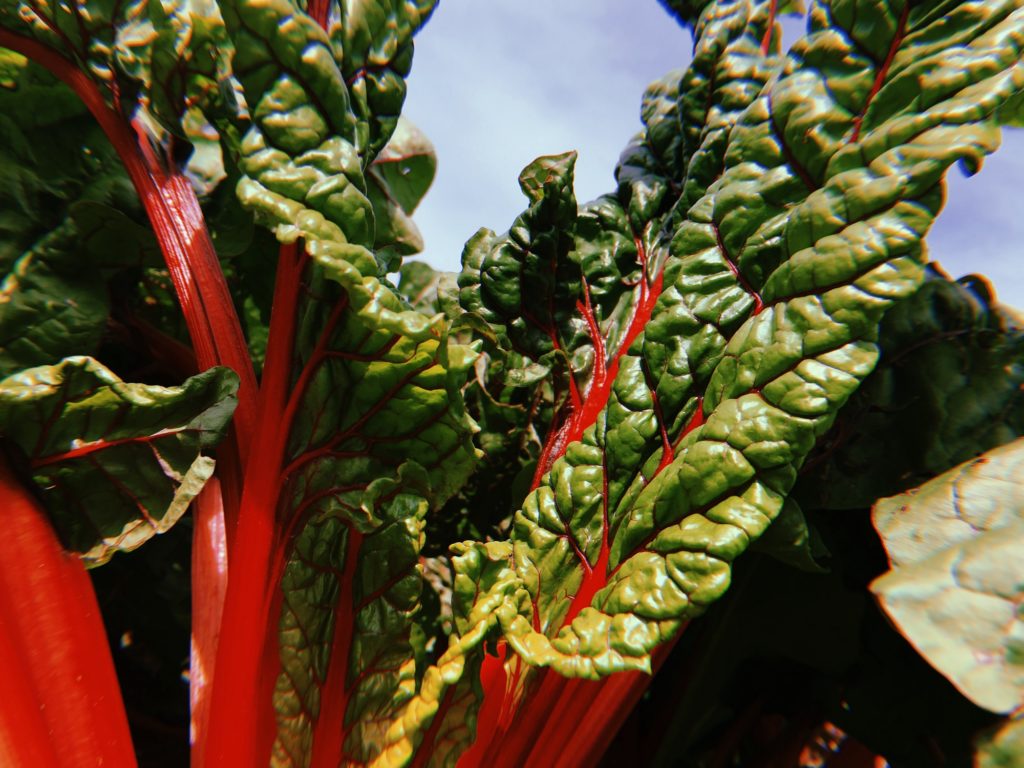 Bettes à carde Havre vert