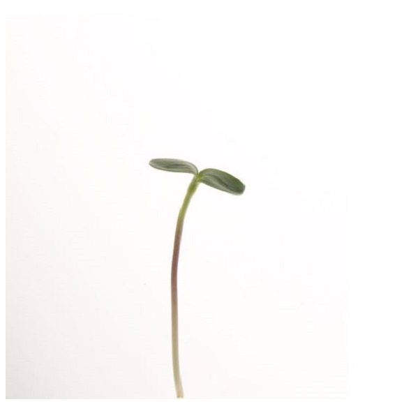 Microgreen - Black Oil Sun Flower Seed