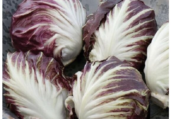 Raddichio_Chicory - Leonardo