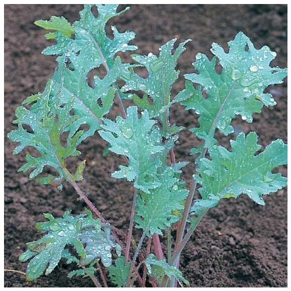 baby_Kale - Red Russian