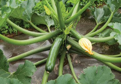 zuccini greenmachine